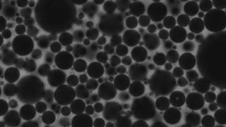 A microscopic close-up of the bubbles in foam, whose movements mathematically mirror the process of deep learning, used to train modern AI systems. (Source: Crocker Lab)