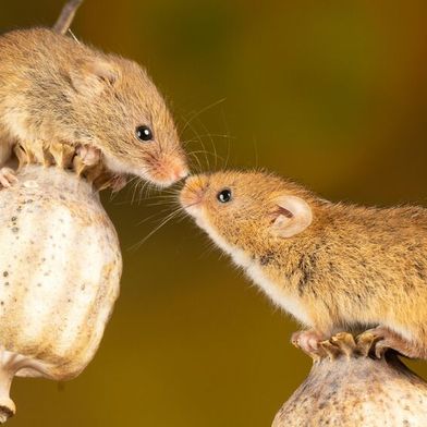 Working in mice, Datta and his team have now created the first detailed map of how the thousand-plus types of smell receptors in the nose are organized. (Source: free licensed)