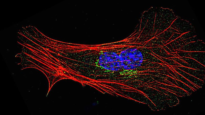 Bindegewebszelle einer Maus, angefärbt für Coronin 2 (grün), Aktinfilamente (rot) und Zellkerne (blau)(Bild:  Pieters, PLOS Biology, 2026)