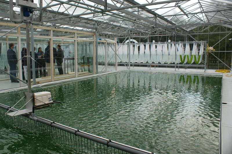 Durch einen eigenen Zugang, der nicht durch das Rechenzentrum führt, gelangen Besucher und Novagreen-Mitarbeiter in das Gewächshaus. Das Becken, 6 m x 12 m x 3 m, dient der Ernte. Wenn die Algen entnommen werden haben sie eine 