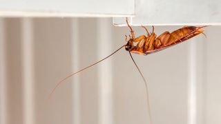 Insekten können mit speziellen Haftorganen auf nahezu allen Oberflächen problemlos laufen und klettern. (©lalalululala - stock.adobe.com)