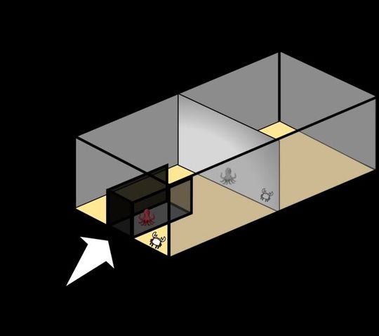 Experiment setup for testing the octopuses’ ability to utilize the mirror.(Source:  Mary Kieseler and Marvin Maechler)
