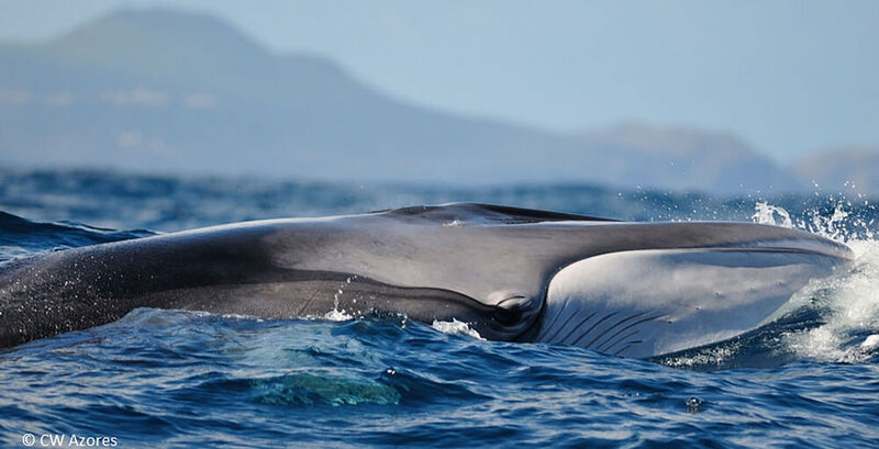 Zu europäischen Walpopulationen ist die Datenlage noch ungenügend. Das Projekt "eWHALE" will das ändern. Im Bild zu sehen ist ein Finnwal bei den Azoren.