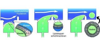 Mit einer neuen auf Mikrofluidik basierenden Methode ist es japanischen Wissenschaftlern gelungen, einheitlich große Vesikel herzustellen.  (Bild: GDCh)