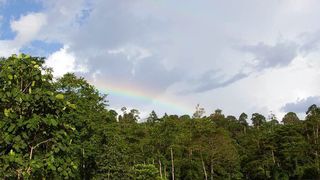 Malula Field Station in Malaysa: In den grossen schwarzen Kuben werden die Experimente unter kontrollierten Bedingungen durchgeführt. Die Installationen sind gross genug, damit die Baumsetzlinge ohne Einschränkung wachsen können. (Bild: Michael O'Brien/UZH)