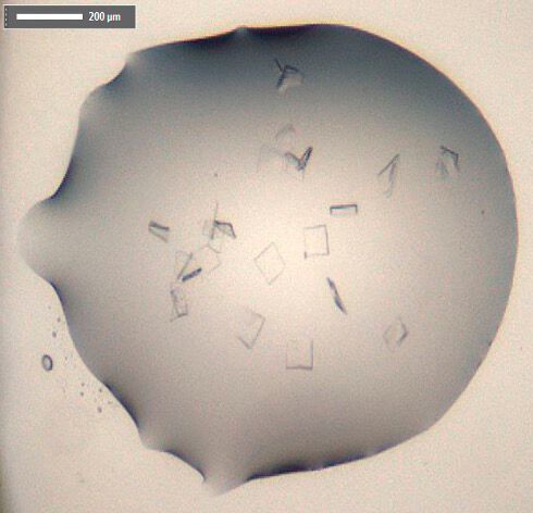Structure of Sars-Cov-2 Main protease. Crystals of Covid-19 free enzyme. (Diamond Light Source)