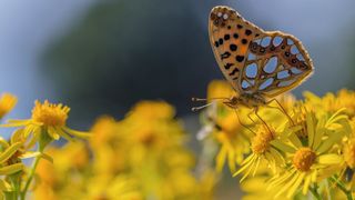 Abb. 1: Der liebliche Schein trügt – Jakobs-Greiskraut enthält Pyrrolizidinalkaloide (PA), deren Abbauprodukte eine leberschädigende Wirkung haben. Über Lebens- und Futtermittel gelangen sie in die Nahrungskette. (© Rainer Fuhrmann / Fotolia.com)