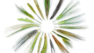 Illustrierte Vielfalt unterschiedlicher Gerste-Sorten (IPK Gatersleben)