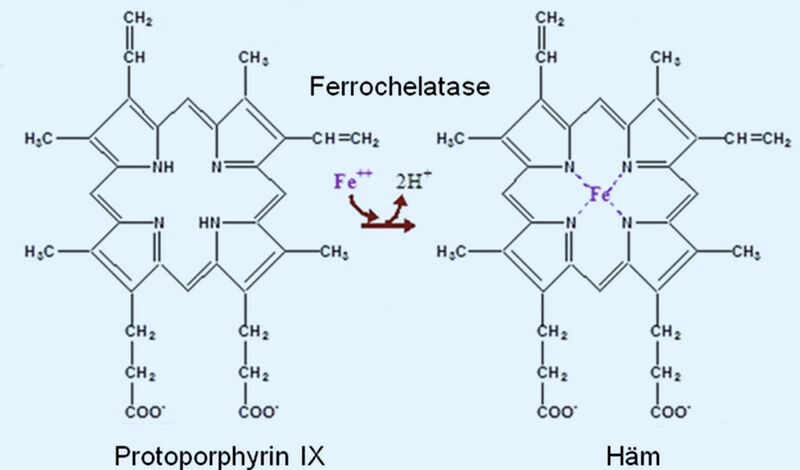 Abb.2: Ferrochelatase-Reaktion im Rahmen der Hämsynthese (Bild: MDC Berlin)