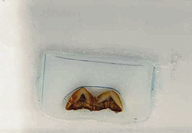 Polierter Dünnschliff eines Homo erectus Zahns vor der chemischen Analyse mittels Laser-Ablation Plasma Massenspektrometrie (LA-ICPMS). (Bild: Alessia Nava/ Luca Bondioli)