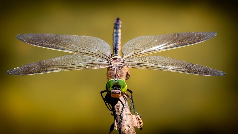 Die Libelle zeichnet sich zum einen durch ihre sehr leicht gebauten Flügel aus; zum anderen kann sie abrupte Richtungswechsel, rückwärtsfliegen und in der Luft stehen bleiben. Festo hat daraus einen Flugrobotor gemacht, der wie sein natürliches Vorbild in alle Raumrichtungen manövrieren, auf der Stelle fliegen und ganz ohne Flügelschlag segeln kann. (Bild: gemeinfrei)