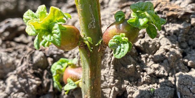 Mit SBR-Erreger infizierte Kartoffeln bilden sogenannte Luftknollen aus.(Bild:  E. Therhaag/JKI)