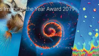 Für lichtmikroskopische Life-Science-Aufnahmen, die zum europaweit ausgeschriebenen Preis „Image of the Year 2018“ eingereicht wurden, schreibt Olympus den globalen Award „Image of the Year Award 2019“ aus. (Olympus)
