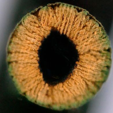 Cross-section of a copper-infused hydrogel. (Image:EPFL)