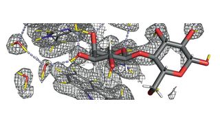 Abb. 1: Galektine sind kohlenstoffbindende Proteine, die sich über die Kohlenstoffmoleküle auf ihrer Oberfläche mit anderen Proteinen verbinden. Eine aktuelle Studie deutet darauf hin, dass Galectin-3 bei der Entwicklung von Brustkrebs und dessen metastasischer Ausbreitung im Körper eine Rolle spielt. (Ausschnitt) (Institut Laue-Langevin (ILL)