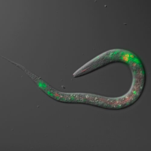 Nematode worm. This green fluorescent protein (GFP) image of a nematode highlights different subsets of neurons in different colors. The real size of a nematode is only 0.6 millimeter to 1 millimeter long. Nematode worm. This green fluorescent protein (GFP) image of a nematode highlights different subsets of neurons in different colors. The real size of a nematode is only 0.6 millimeter to 1 millimeter long.