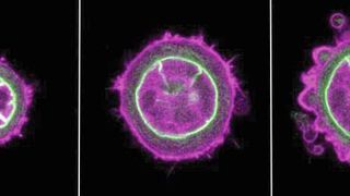 Eine Zelle unter dem Rasterkraftmikroskop: Links im Grundzustand, Mitte und rechts in Blickrichtung zusammengedrückt. Die Hülle des Zellkerns ist grün sichtbar, das Protein Actin violett. (Bild: Lomakin et al. Science 2020)