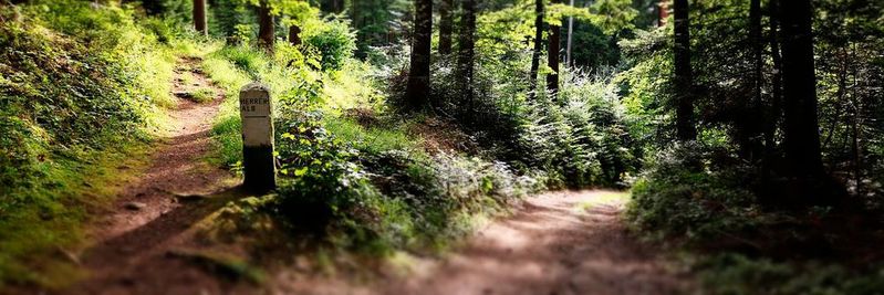 Über den Y-Weg und dem Linerecorder-Framework können Sensordaten einem übergeordneten System zur Verfügung stehen.(Bild:   / CC0)