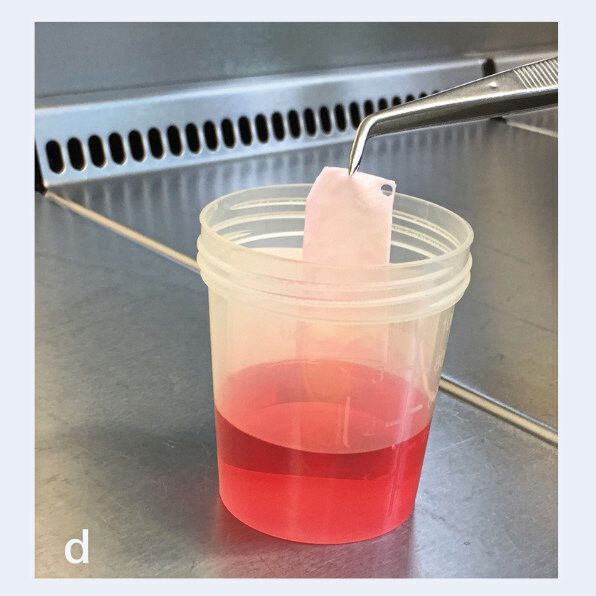 Das Knorpelimplantat wird im Reinraum der Universitäts-Kinderklinik verpackt. (Bild: TERM / UKW)