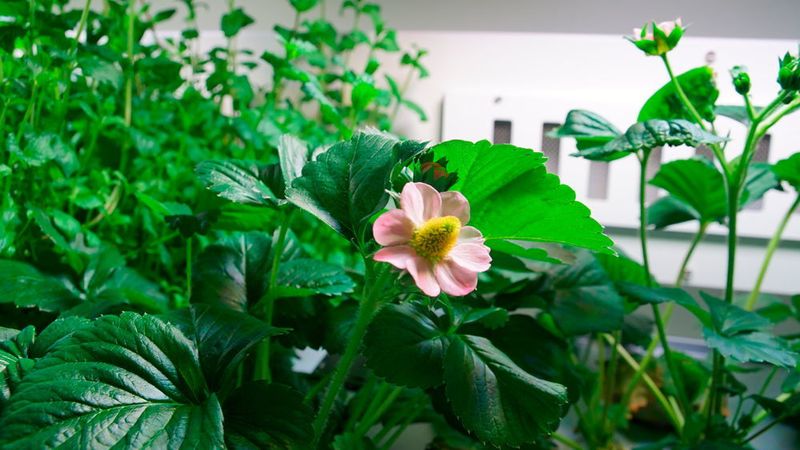 Die Erdbeerpflanzen sind anspruchsvoller in der Pflege und gedeihen nun auch im Eden-ISS-Gewächshaus in der Antarktis. (DLR)