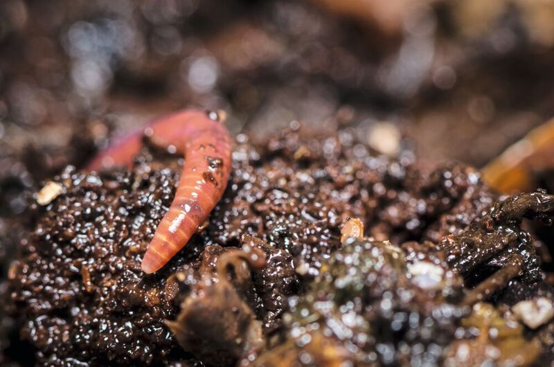 Regenwürmer fördern die Entstehung fruchtbarer Böden – ein wertvoller Dienst, auch für die Landwirtschaft