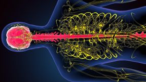 Gehirn, Rückenmark und Nervenbahnen im Körper: Die funktionelle MRT macht die Aktivität im Rückenmark sichtbar und soll helfen, neue Therapien zu entwickeln. (Illustration von iStock)