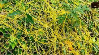 In der Natur umschlingt der Teufelszwirn (Cuscuta australis) verschiedenste Pflanzenarten. Über das Geflecht der Schmarotzerpflanze werden auch nützliche Informationen über den Befall mit Schädlingen ausgetauscht. (J. Zhang, Kunming Institut für Botanik, Chinesische Akademie der Wissenschaften )