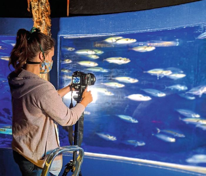 Doktorandin Leandra Hamann filmt filtrierende Makrelen im Sealife Oberhausen.  (Jan Hagenmeyer/Uni Bonn)