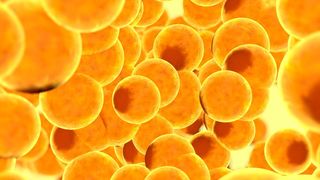 Die metabolische Aktivität von braunem Fettgewebe nimmt mit zunehmenden Alter ab.  (©chagpg - stock.adobe.com)