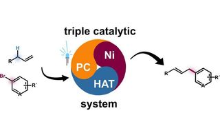 Die neue Methode zur Arylierung unaktivierter Alkene beruht auf einem speziellen Katalysatorsystem – auf einem sogenannten ternären Nickel(Ni)-Wasserstoffatomtransfer(HAT)-Photodox(PC)-Synergiesystem (schematisch in der Mitte dargestellt). Linke Seite: Strukturformeln einer Arylgruppe (oben) und eines unaktivierten Alkens, rechte Seite: Strukturformel eines arylierten Alkens nach der Synthese. (AG Glorius – WWU Münster )