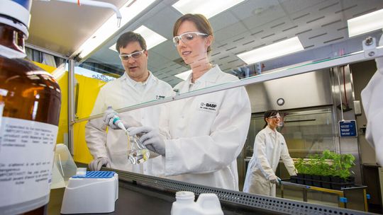 BASF Agricultural Solutions erweitert mit der Übernahme von Agbitech sein Portfolio für biologische Schädlingskontrolle. (Symbolbild)(Bild:  BASF)