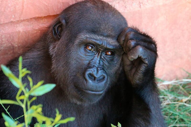 A comparison of historical and modern Grauer’s gorilla genomes show that the decline in population has led to increased inbreeding and a loss of genetic variation. (gemeinfrei)