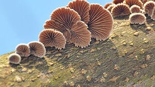 In der Natur wächst der Gemeine Spaltblättling auf totem Holz und bildet Fruchtkörper, die in weiten Teilen der Welt als Speisepilz gelten.  (Bild: Adobe Stock)