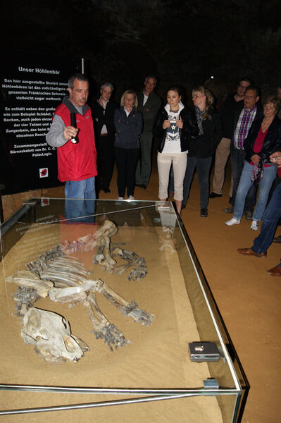Skelett des Höhlenbären Bruno (Archiv: Vogel Business Media)