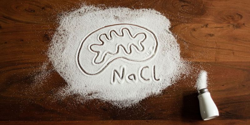 Salz stört die Funktion von Immunregulatoren (Tregs): Ihre Mitochondrien produzieren vorübergehend weniger Energie und verändern so den Zellstoffwechsel. Salz stört die Funktion von Immunregulatoren (Tregs): Ihre Mitochondrien produzieren vorübergehend weniger Energie und verändern so den Zellstoffwechsel.