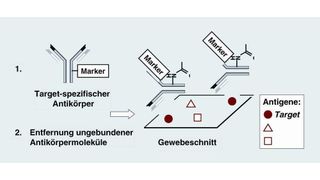 Abb. 1 Grundprinzip der Immunhistochemie zur Lokalisierung von Antigenen wie Proteinen in Geweben. Neben dem Target liegen weitere immobilisierte Antigene im Gewebeschnitt vor. Die Lokalisierung des Targets erfolgt über das Marker-Signal im Antigen-Antikörper-Komplex. (Archiv: Vogel Business Media)