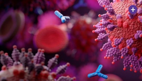 Wirkmechanismus von COR-101: Der Antikörper blockiert die Bindung des Virus SARS-CoV-2 an die Wirtszelle.(Bild:  Corat Therapeutics)