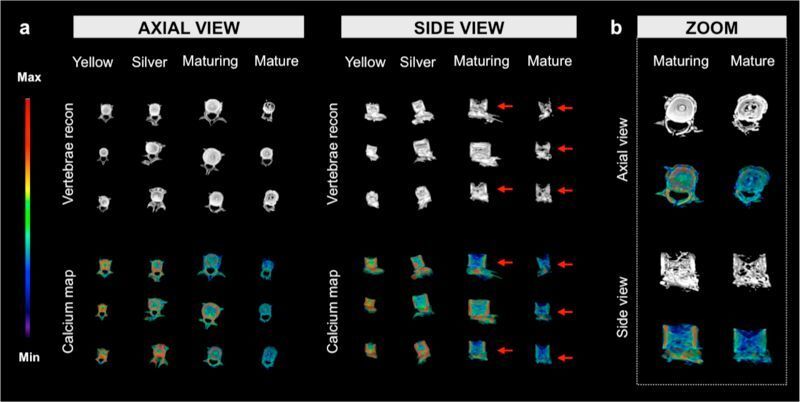 Computertomografische Ansichten von Wirbelkörpern von Aalen verschiedener Reifestadien und 'Calcium maps' (Darstellung des Mineralien-Gehalts; rot: hoch, blau: gering) (© Freese et al.)