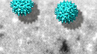 Elektronenmikroskopische Aufnahmen und 3D-Modelle von Nackednaviren aus einem afrikanischen Buntbarsch ... (Ausschnitt) (© Universitätsklinikum Heidelberg)