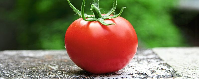 Tomatenpflanzen können von dem TSW-Virus befallen werden, was zu Verfärbungen der Pflanzenblätter und Ernteeinbußen führt. (Symbolbild)(Bild:  frei lizenziert, Avin CP / Unsplash)