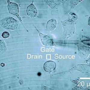 Abb. 2 Zellen mit dem Serotonin-Rezeptor 5-HT3A auf einem linearen Transistorarray. Über einem Gate ist eine Zelle mit einer Patch-Pipette kontaktiert.