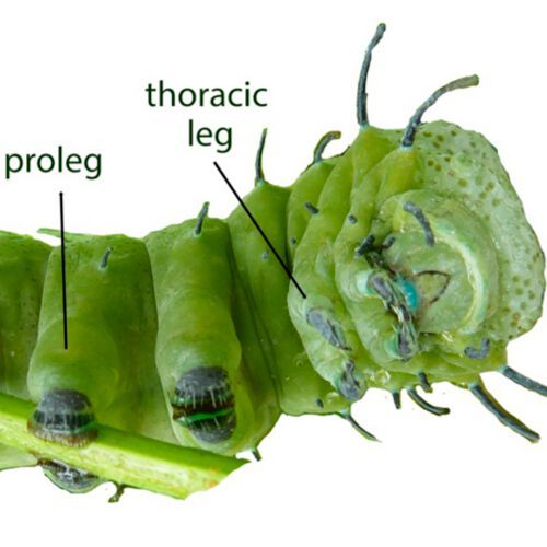 Photograph of an Attacus atlas caterpillar depicting the differences between the thoracic legs, which are uniramous (have one branch) and end in a single claw, and the prolegs, which are fleshy and have many crochets at the tip. Photograph of an Attacus atlas caterpillar depicting the differences between the thoracic legs, which are uniramous (have one branch) and end in a single claw, and the prolegs, which are fleshy and have many crochets at the tip.