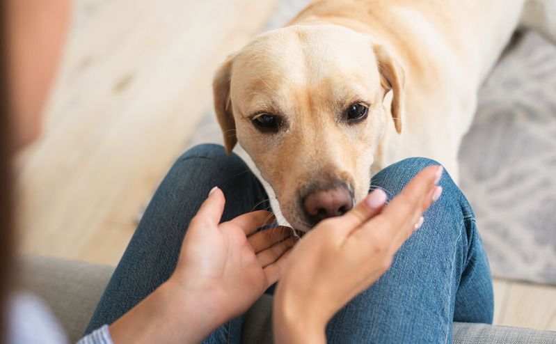 Hunde können mit hoher Genauigkeit eine SARS-CoV-2-Infektion erschnüffeln. (Symbolbild)