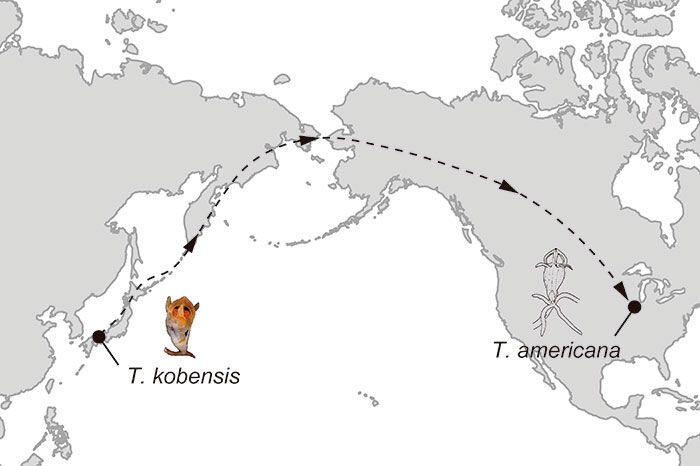 The proposed range expansion mechanism of fairy lanterns in the present study. (Source: Kenji Suetsugu, Kohei Yamana, Hidehito Okada)
