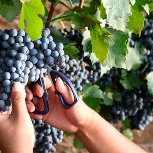 Die Weinlese selbst erfolgt bei der China Great Wall Wine Co., Ltd. noch von Hand.