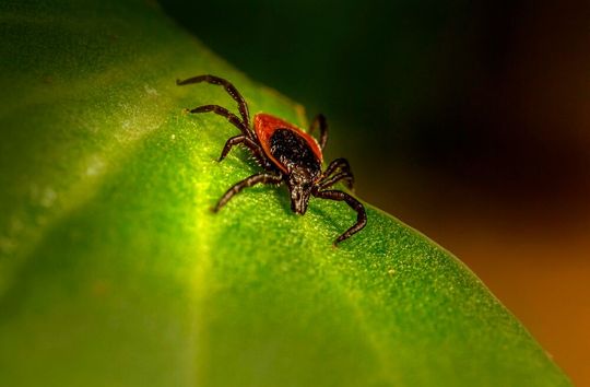 New molecular test detects Lyme infections earlier and more accurately than standard antibody methods.(Source:  free licensed /  Pixabay)