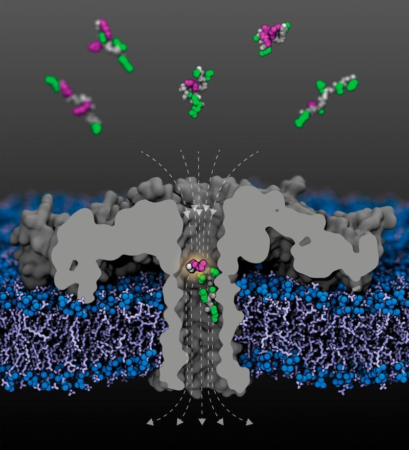 Schema der Nanopore (grau) mit Feldlinien (gestrichelt) in einer Lipidmembran. Proteinfragmente, die an verschiedenen Lysinresten acetyliert sind, kommen aus dem oberen Kompartiment; Die Peptidgerüste sind grau dargestellt, die unmodifizierten Seitenketten grün, die acetylierten Lysine violett. 