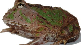 Ein Schmuckhornfrosch aus der südamerikanischen Gattung Ceratophrys. (Bild: Thomas Kleinteich)