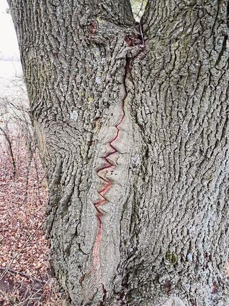 Abb. 3a: Zwieselrisse an Bäumen zeigen gelegentlich linienhafte, segmentweise Anordnungen von Holzwirbeln, die schlussendlich der Scherbelastung mit einer Fügeverbindung begegnen.  (Bild: Stephanus Timm)