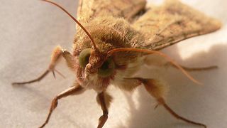 Abb. 1: Adulte männliche Motte des Baumwollkapselwurms. (Bildt: Nicole Joußen, MPI chem. Ökol.)